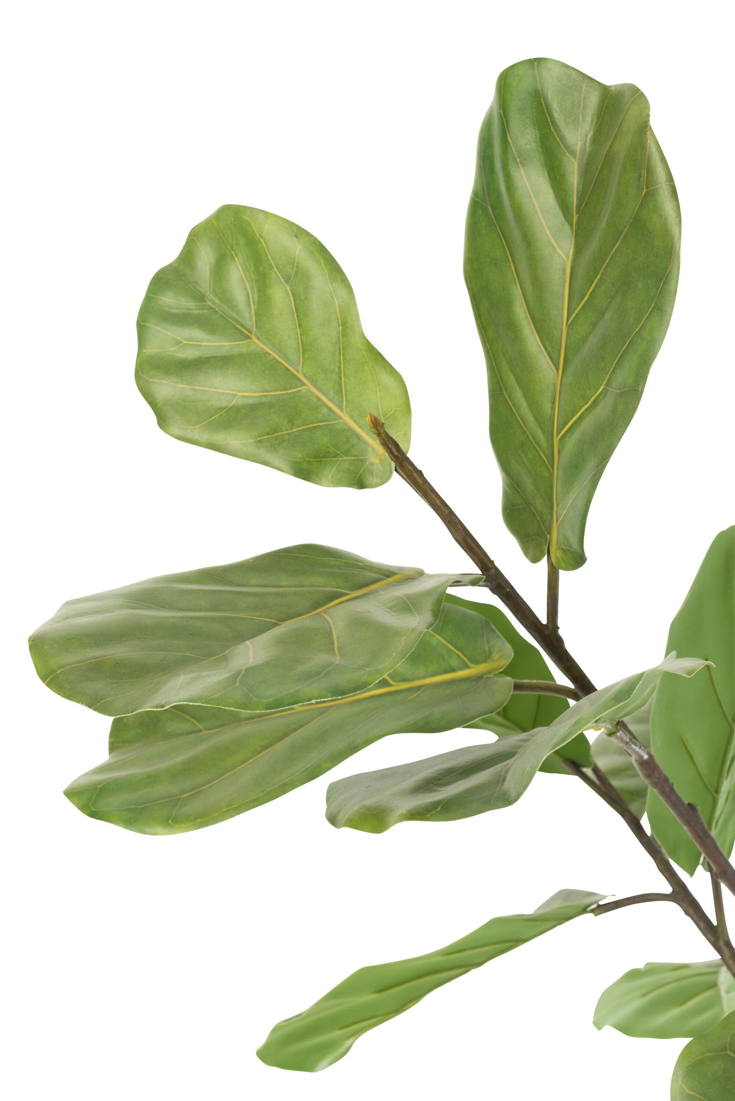 Vijgenbladplant in pot plastic donkergroen