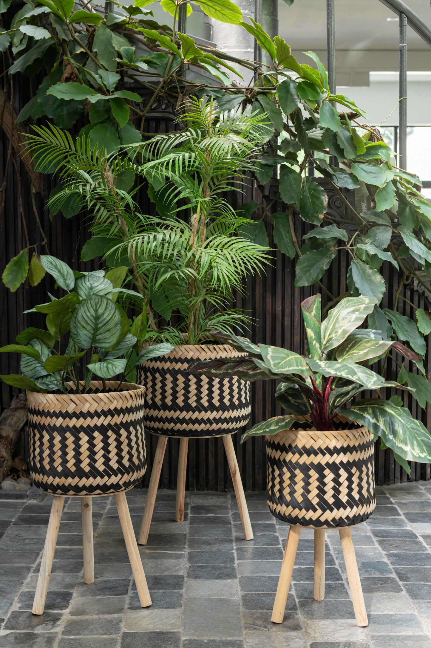 Pothos Plant In Pot Plastic Groen