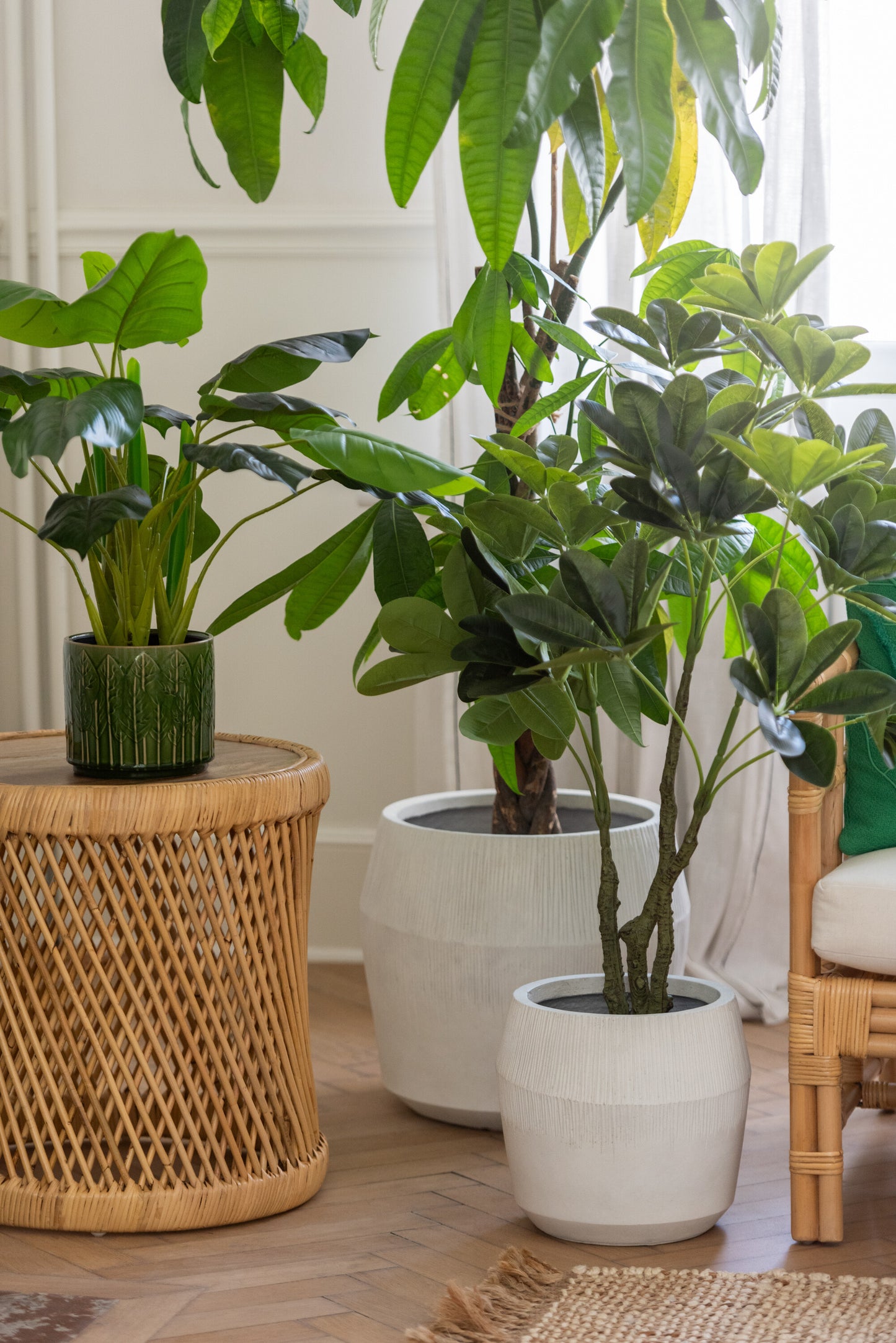 Pothos Plant In Pot Plastic Groen