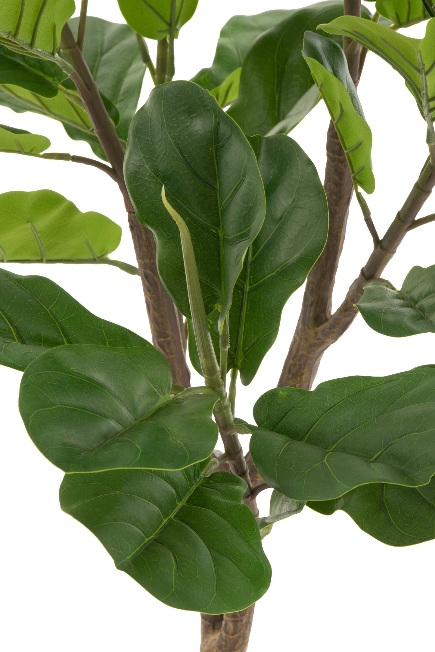 Vijgenboom Plastic Groen