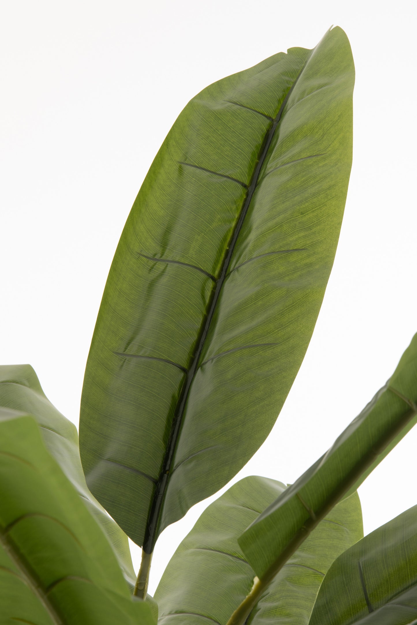 Vijgenboom Plastic Groen
