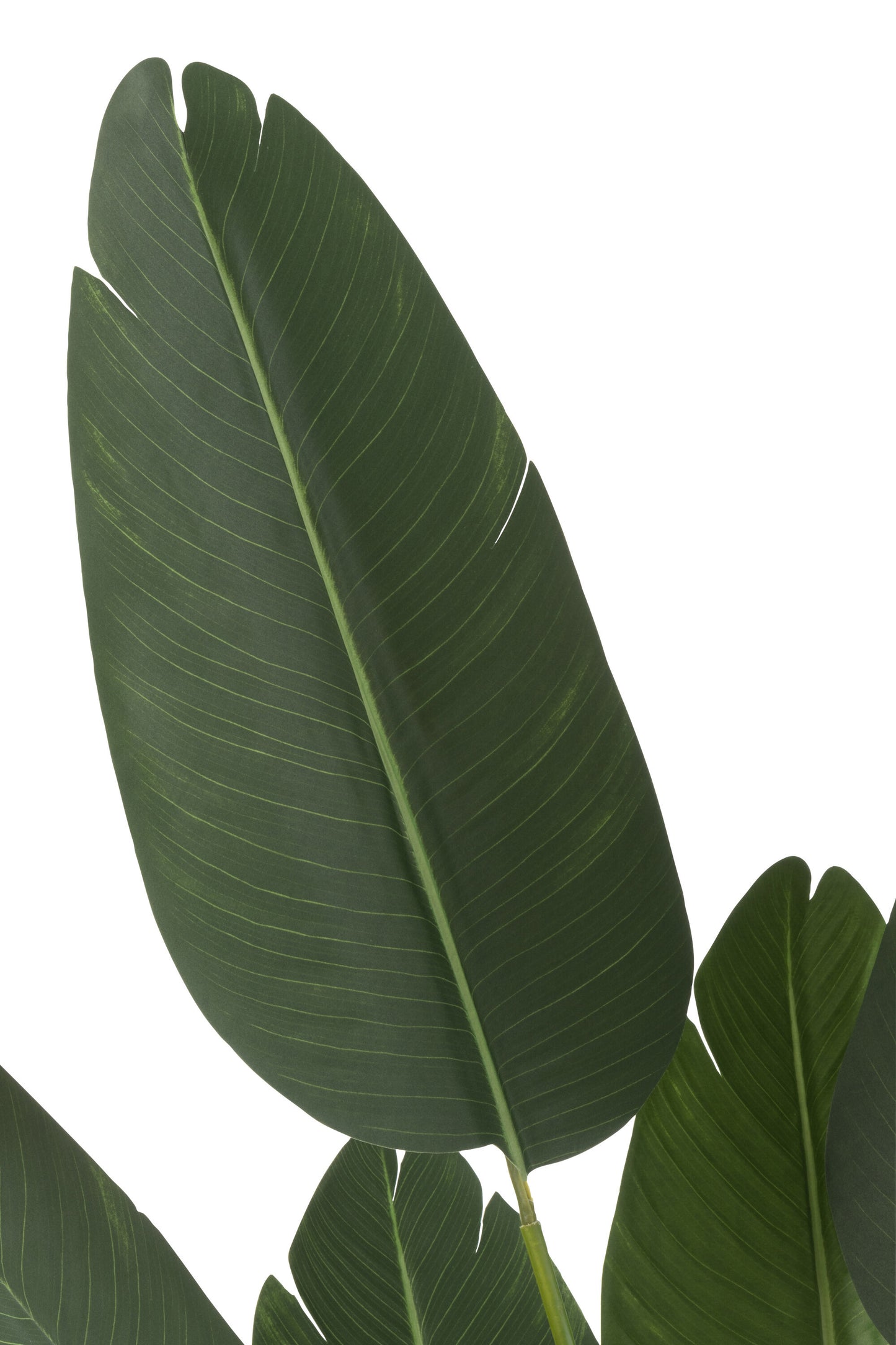 Strelitzia Plastic Groen Klein