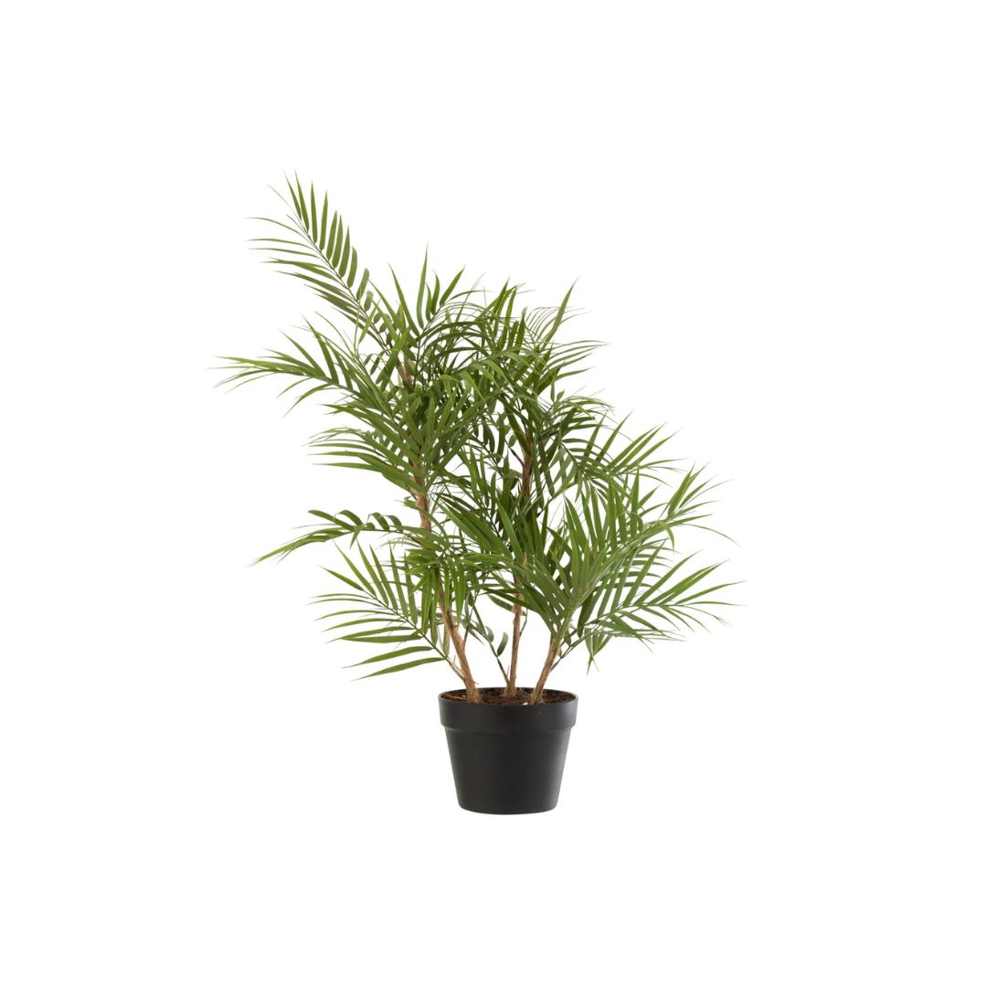 Chamaedorea in pot plastic groen/zwart klein