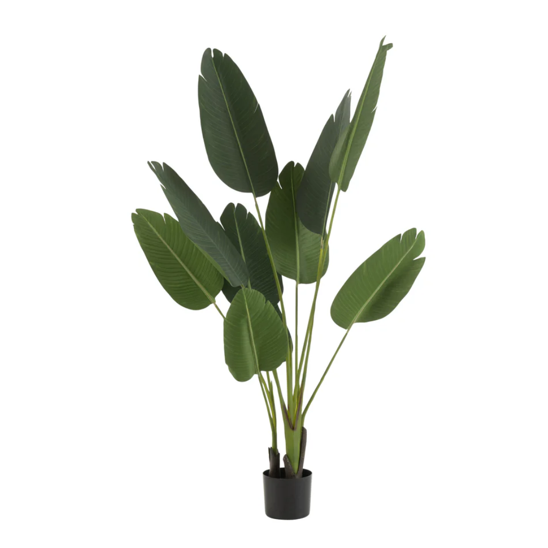 Strelitzia Plastic Groen Klein