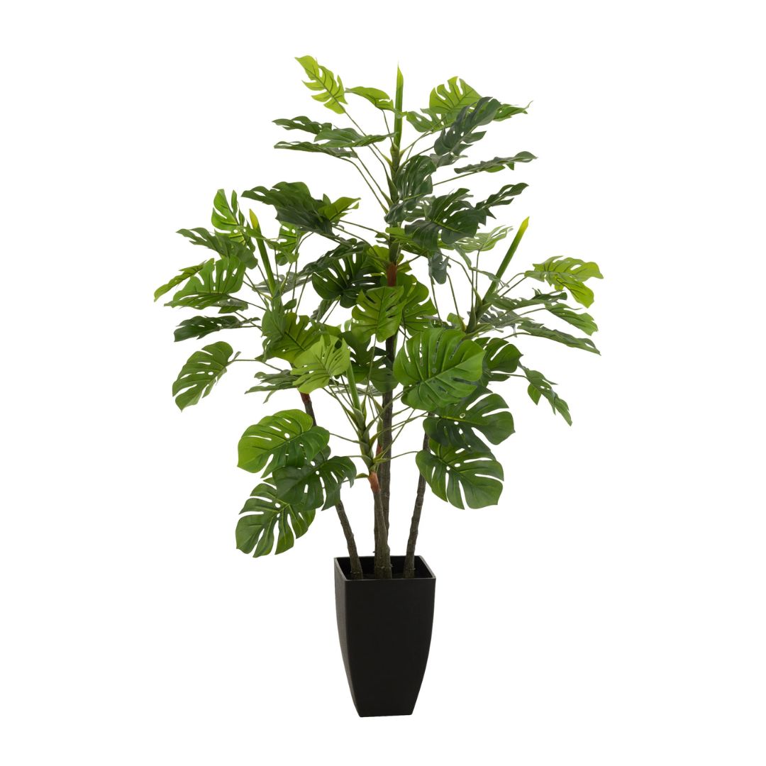 Philodendron in pot plastic groen groot