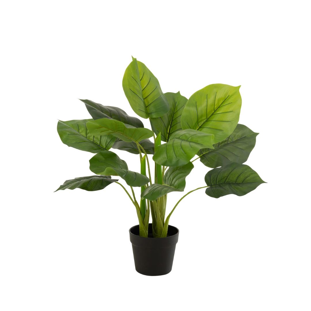Pothos Plant In Pot Plastic Groen