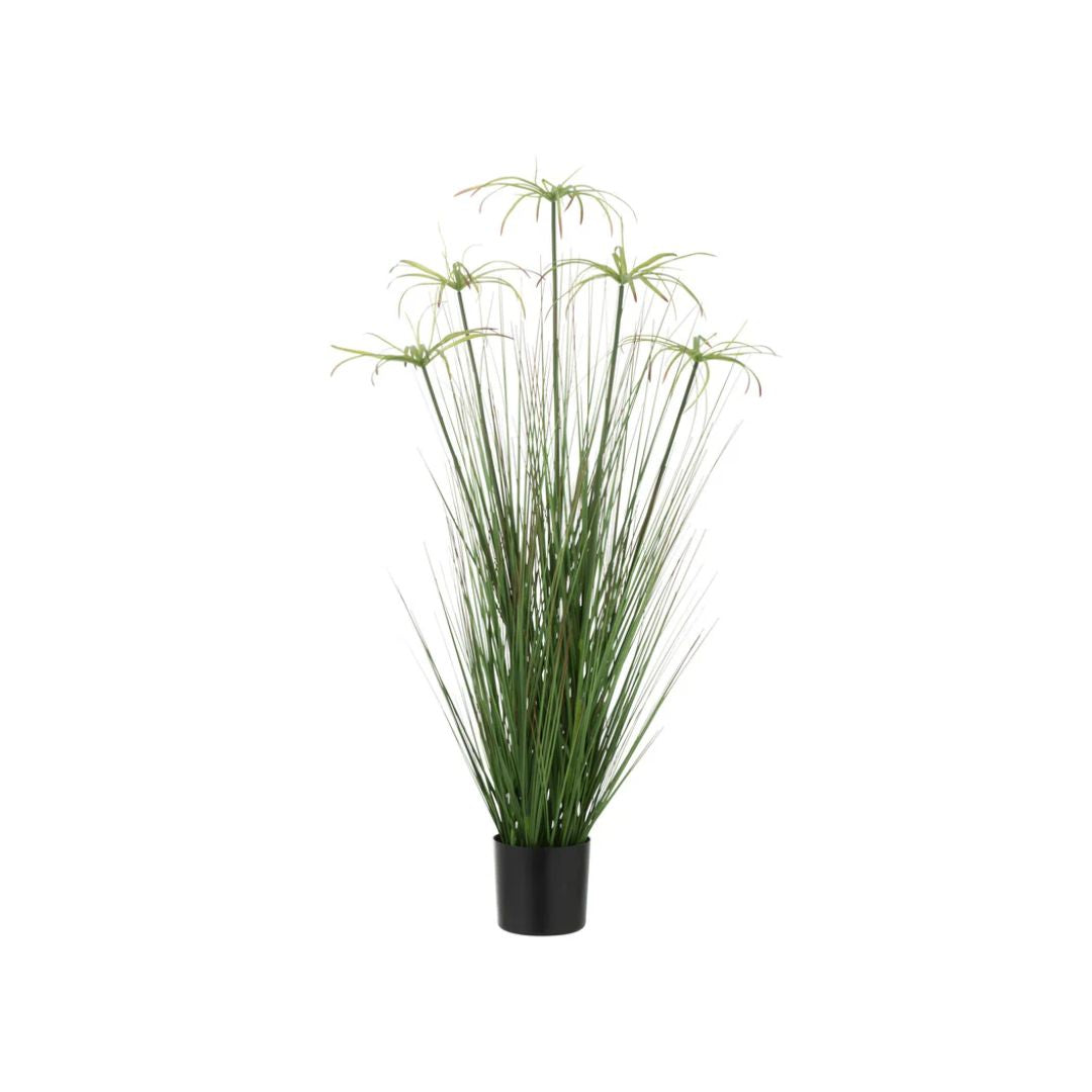 Cyperus Alternifolius 5 Hoofden In Pot Pvc Groen Klein