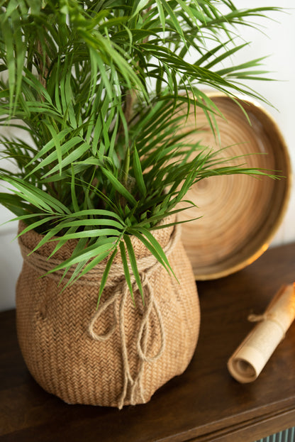 Chamaedorea in pot plastic groen/zwart klein
