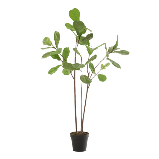 Vijgenbladplant in pot plastic donkergroen