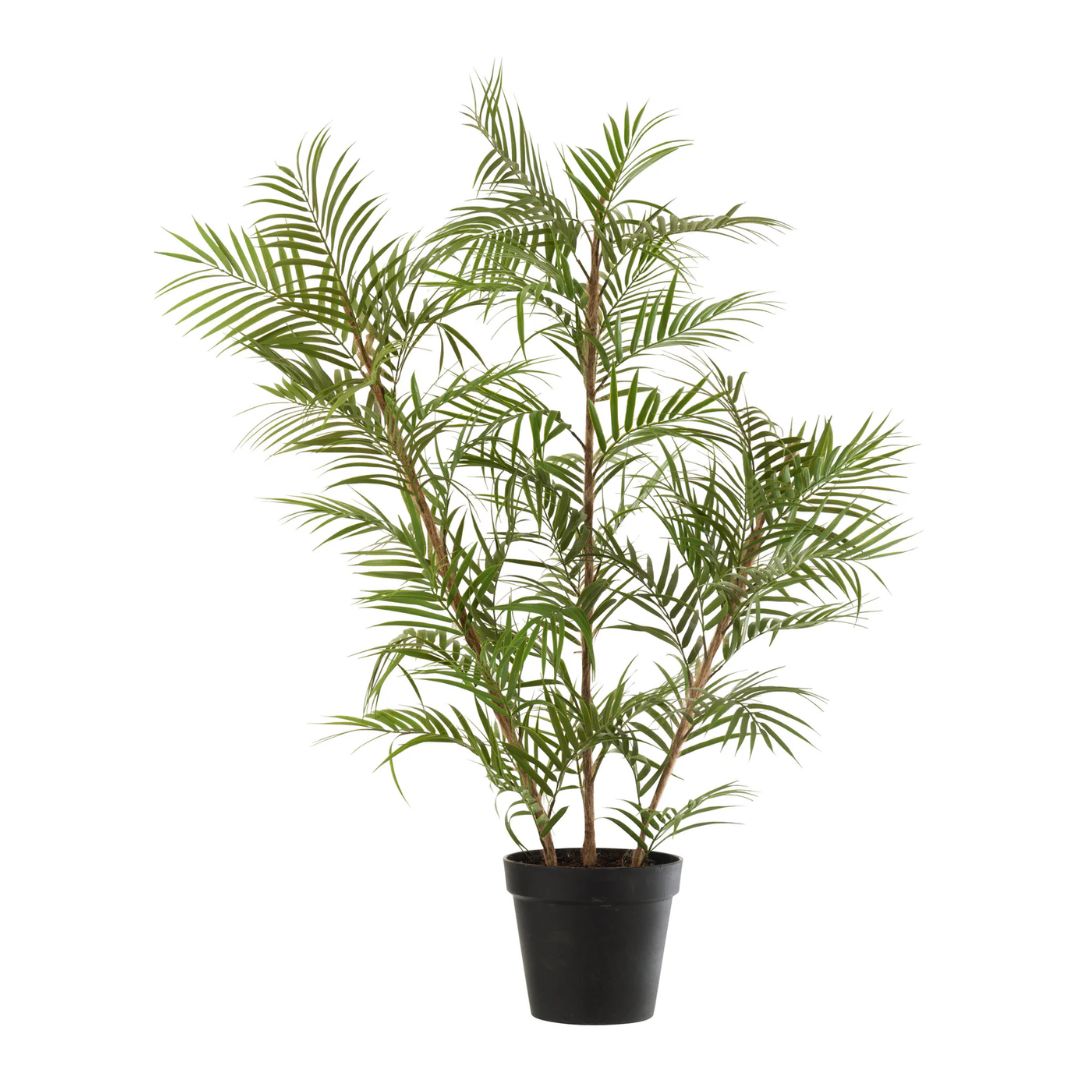 Chamaedorea in pot plastic groen/zwart groot