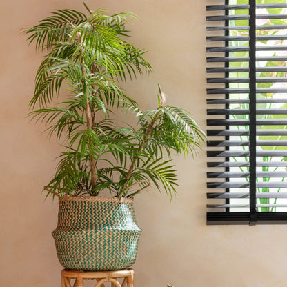 Chamaedorea in pot plastic groen/zwart groot