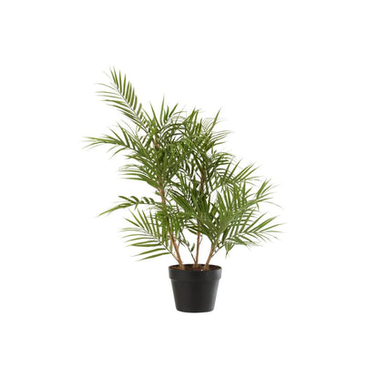 Chamaedorea in pot plastic groen/zwart klein