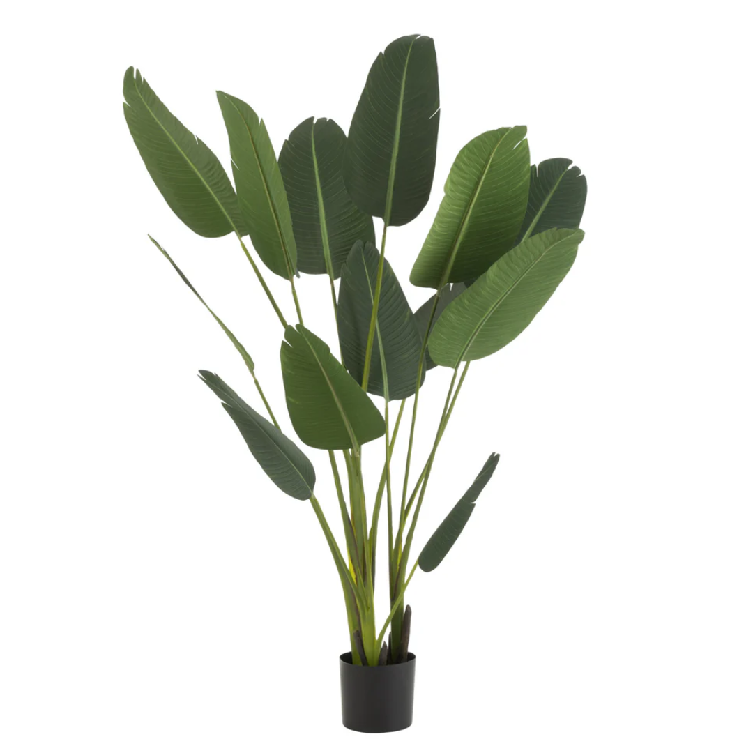 Strelitzia Plastic Groen Medium