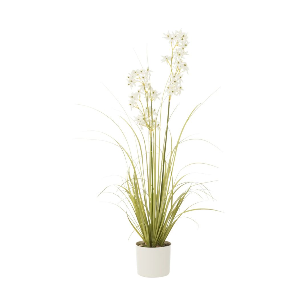 Allium in pot plastic groen/wit medium