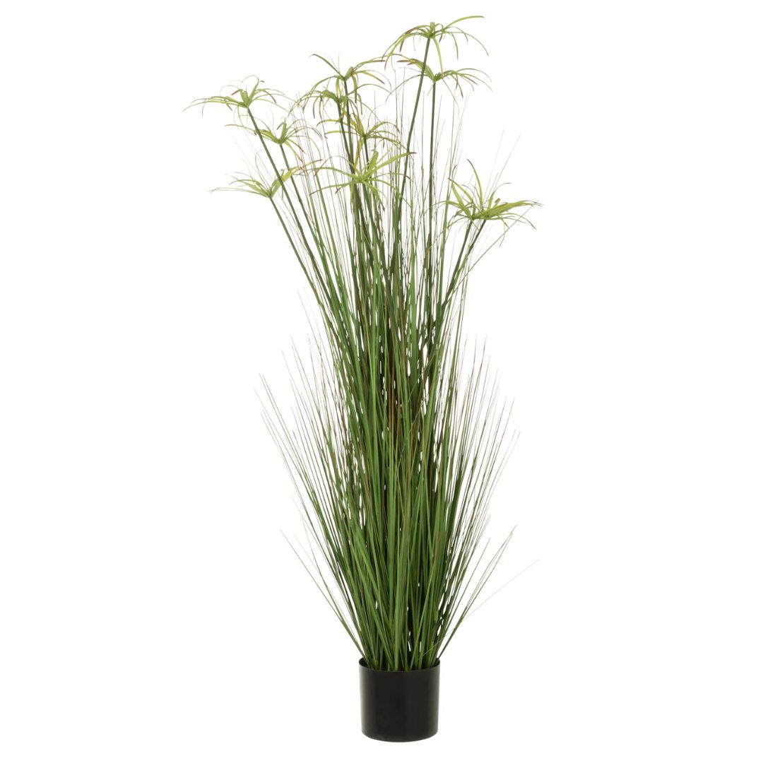 Cyperus Alternifolius 11 Hoofden In Pot Pvc Groen Groot